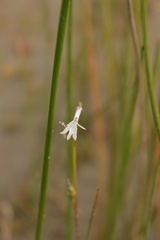 Lobelia dortmanna