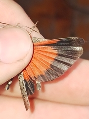 Arphia pseudonietana