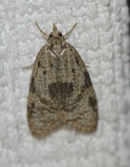 Cornuticlava phanera