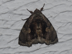 Lepidodes