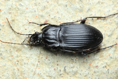 Dicaelus elongatus