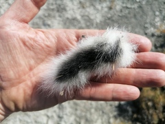 Lepus granatensis
