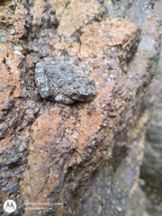 Hyla arenicolor