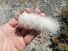Lepus granatensis