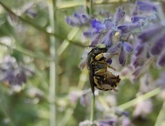 Anthidium florentinum