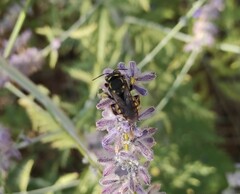 Anthidium florentinum