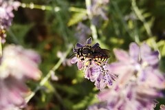Anthidium florentinum