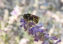Anthidium florentinum