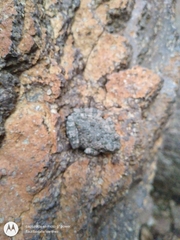 Hyla arenicolor