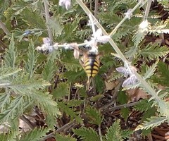 Anthidium florentinum