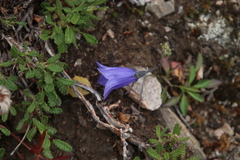 Campanula lasiocarpa