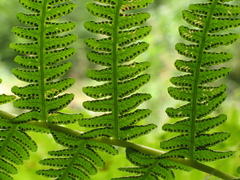 Oreopteris limbosperma