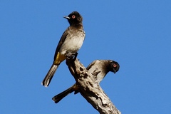 Pycnonotus nigricans