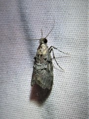 Pococera euphemella