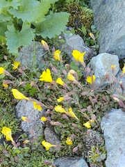 Erythranthe caespitosa