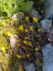 Erythranthe caespitosa