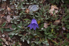 Campanula lasiocarpa