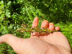 Platanthera psycodes