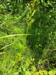 Platanthera psycodes