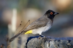 Pycnonotus nigricans