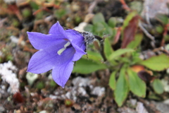 Campanula lasiocarpa
