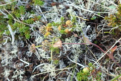 Bupleurum triradiatum