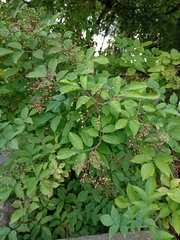 Sambucus nigra