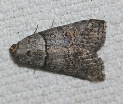 Calathusa hypotherma