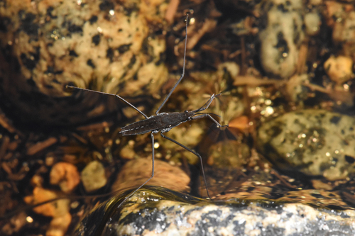 Common water strider