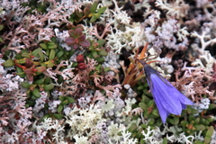 Campanula lasiocarpa
