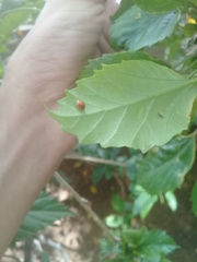 Cryptognatha auriculata