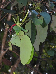 Bauhinia eilertsii