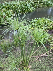 Cyperus giganteus