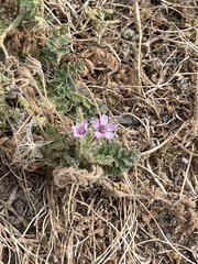 Erodium lebelii