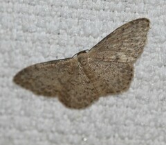Idaea trissorma