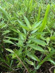Hygrophila costata