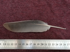 Columba palumbus
