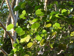 Bauhinia eilertsii