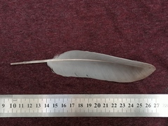 Columba palumbus
