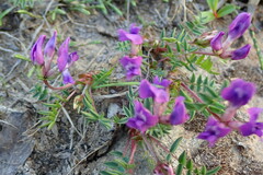 Oxytropis revoluta