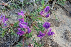 Oxytropis revoluta