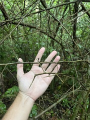Casearia aculeata