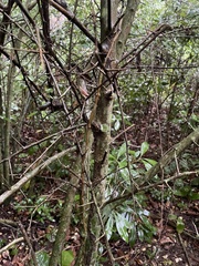 Casearia aculeata