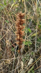 Orobanche picridis