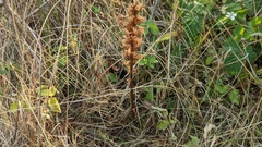 Orobanche picridis
