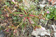 Claytonia acutifolia