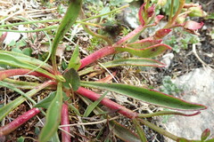 Claytonia acutifolia