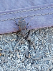 Steremnius carinatus