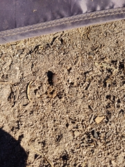 Steremnius carinatus