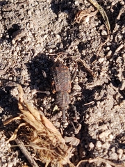 Steremnius carinatus
